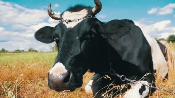 Vache allongée sur prairie et mâche de l'herbe. Mouvement lent 
