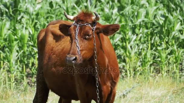 Cow Grazing en un prado cerca de la aldea. Moción lenta — Vídeos de Stock