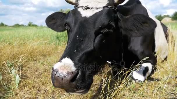 Vaca que jaz no prado e mastiga grama. Movimento lento — Vídeo de Stock