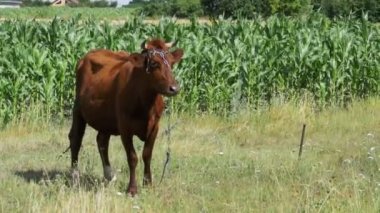 İnek otlatma köyü yakınlarında bir çayırda