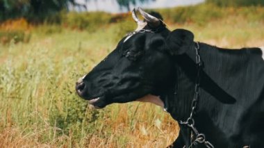 Siyah beyaz inek çayır ve kemikleri çim üzerinde yalan ile. Ağır çekim