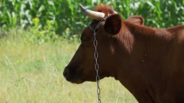 İnek otlatma köyü yakınlarında bir çayırda