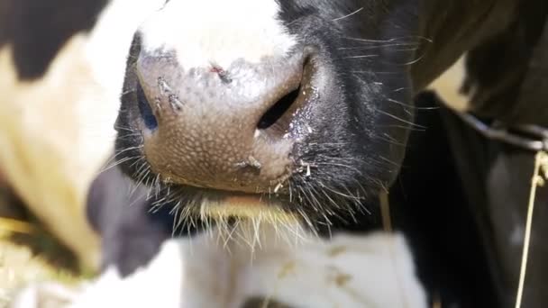 Las mandíbulas de la vaca mastican la hierba — Vídeo de stock
