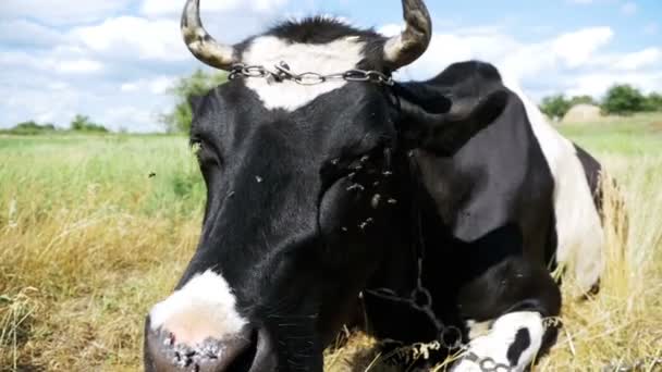 Vaca que jaz no prado e mastiga grama. Movimento lento — Vídeo de Stock