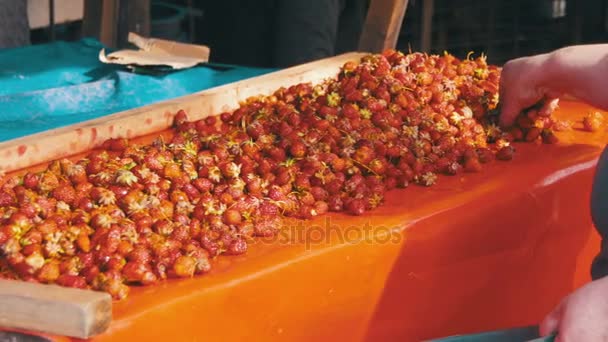 Mensen kiezen aardbeien op de markt van de kruidenier — Stockvideo