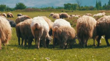Dağların fon karşı bir alanda otlayan koyun sürüsü