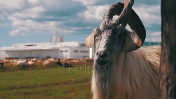 Bighorn Sheep Main Alpha Male Ram i besättningen av fårbete i fält i bergen — Stockvideo