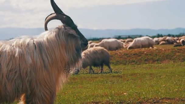 Grote hoorn schapen Main Alpha Male Ram in beslag van grazende schapen in veld in Bergen — Stockvideo