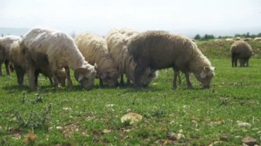 Dağların fon karşı bir alanda otlayan koyun sürüsü. Ağır çekim