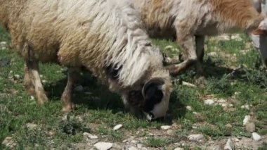 Dağların fon karşı bir alanda otlayan koyun sürüsü. Ağır çekim