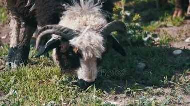 Grubu alanını otlatma koyun. Ağır çekim
