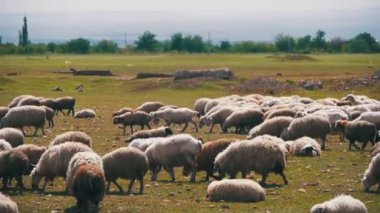 Dağların fon karşı bir alanda otlayan koyun sürüsü. Ağır çekim