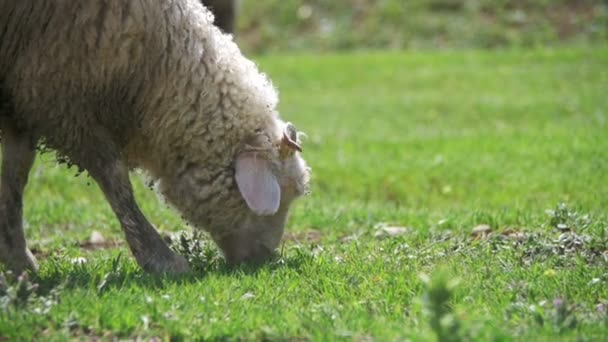 Овцы пасутся и едят траву на лугу. Животные ходят по полю. Slow Motion — стоковое видео