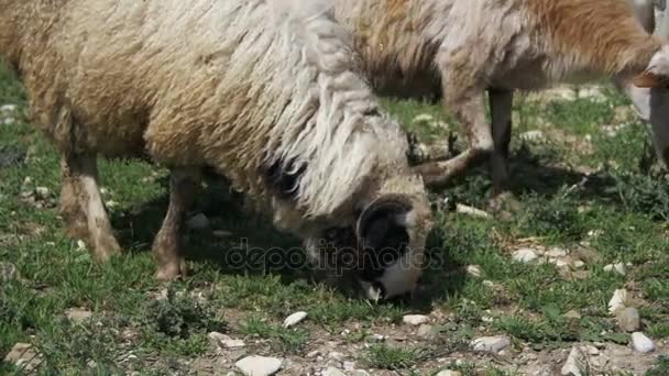 Κοπάδι πρόβατα που βόσκουν σε ένα πεδίο με φόντο τα βουνά. Αργή κίνηση — Αρχείο Βίντεο