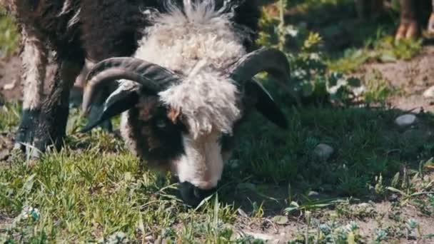 Groep schapen grazen in het veld. Slow Motion — Stockvideo