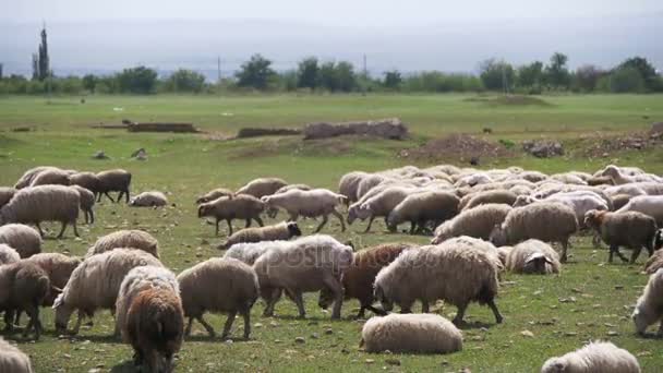 Grupo de ovejas pastando en el campo. Moción lenta — Vídeos de Stock