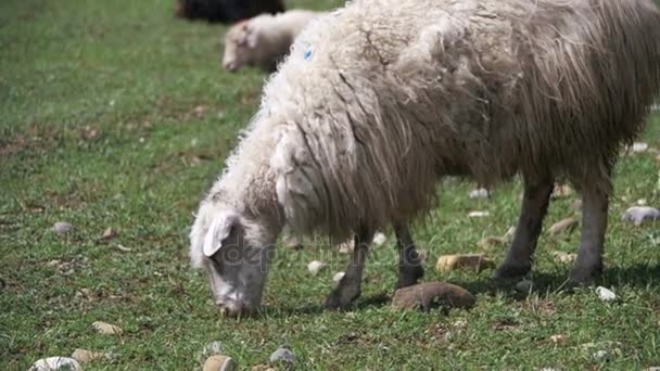 Troupeau de moutons broutant et mangeant de l'herbe sur le pré. Animals Walk on Field. Mouvement lent 