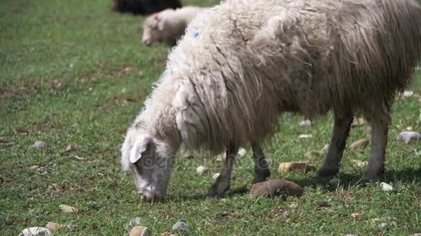 Stado wypasu owiec i jedzą trawę na łące. Zwierzęta spacer na pola. Zwolnionym tempie — Wideo stockowe