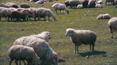 Grubu alanını otlatma koyun. Ağır çekim