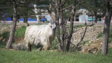 Bighorn koyun ana alfa erkek RAM'de alanda otlayan koyun sürüsü. Ağır çekim