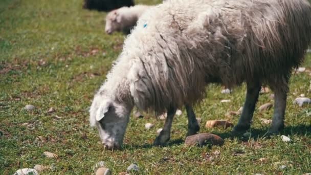 Herd of Sheep Grazing in the Field against the Backdrop of the Mountains. Slow Motion — Stock Video