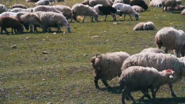 Dos cabezas cortantes de ovejas en el campo — Vídeo de stock