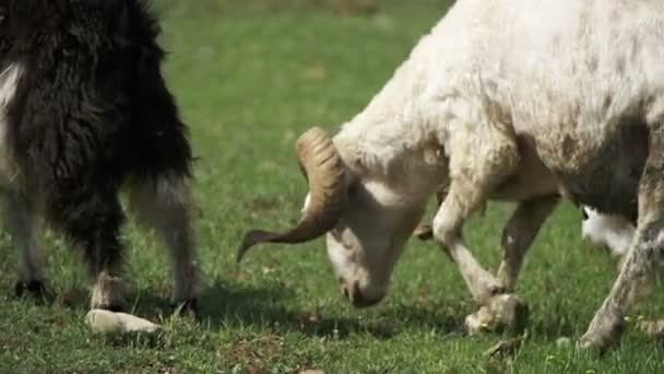 Kudde schapen grazen en gras eten op weide. Dieren lopen op veld. Slow Motion — Stockvideo