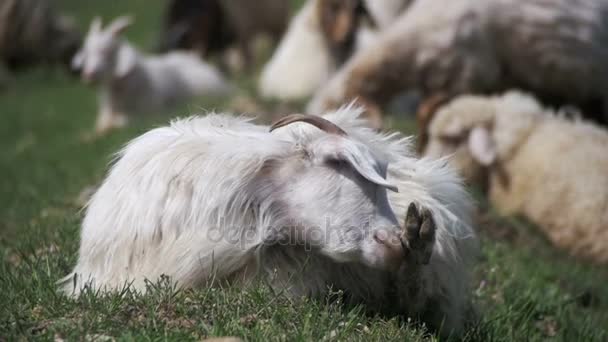 Troupeau de moutons broutant sur un champ dans le contexte des montagnes. Mouvement lent 