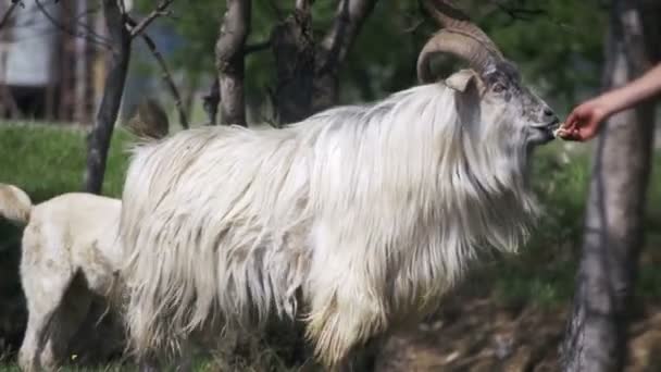 Shepherd alimenta al carnero principal con cuernos grandes. Moción lenta — Vídeos de Stock