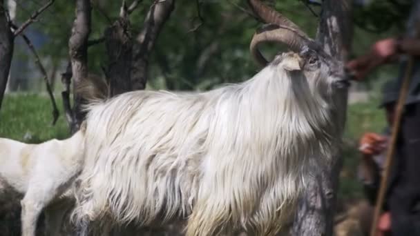 Der Hirte füttert den Widder mit großen Hörnern. Zeitlupe — Stockvideo