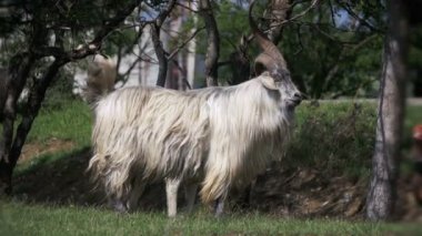 Bighorn koyun ana alfa erkek RAM'de alanda otlayan koyun sürüsü. Ağır çekim