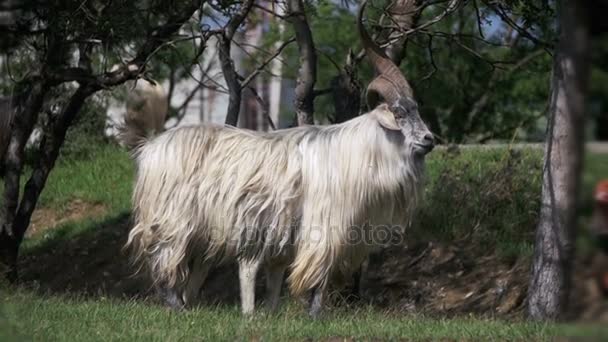 大角羊主要阿尔法男性公羊在群羊放牧在字段中。慢动作 — 图库视频影像