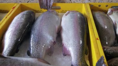 Taze deniz balığı buz Counter piyasada