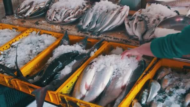 Свежая морская рыба на льду на встречном рынке — стоковое видео