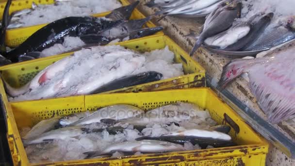 Peixes do mar fresco no gelo no mercado de balcão — Vídeo de Stock