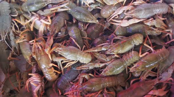 住在计数器鱼市场上的红色小龙虾 — 图库视频影像
