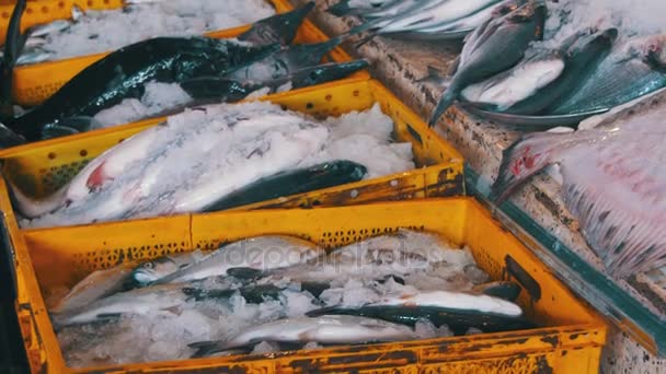 Peixes do mar fresco no gelo no mercado de balcão — Vídeo de Stock