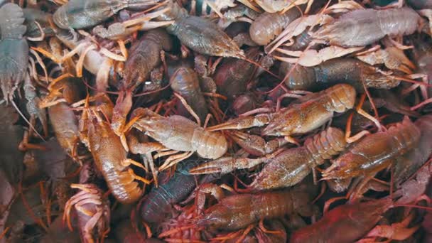 Red Crayfish on the Counter Fish Market. — Stock Video