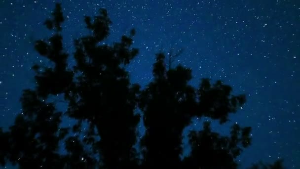 Bewegte Sterne am Nachthimmel über Bäumen. Zeitraffer. — Stockvideo
