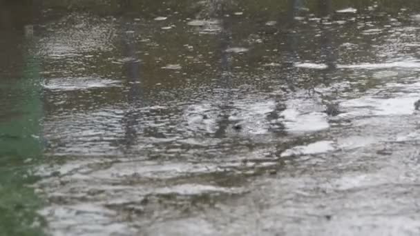 Gotas de lluvia caen al pavimento formando un charco — Vídeos de Stock