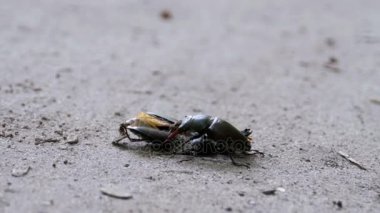 Stag Beetle geyik kırılmış ölü böcek zemin boyunca iter.