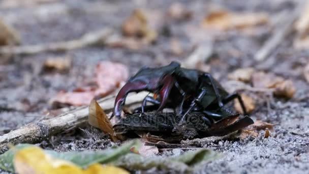 クワガタ鹿が地面に沿って、死んだカブトムシをプッシュします。 — ストック動画