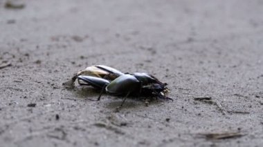 Stag Beetle geyik kırılmış ölü böcek zemin boyunca iter.