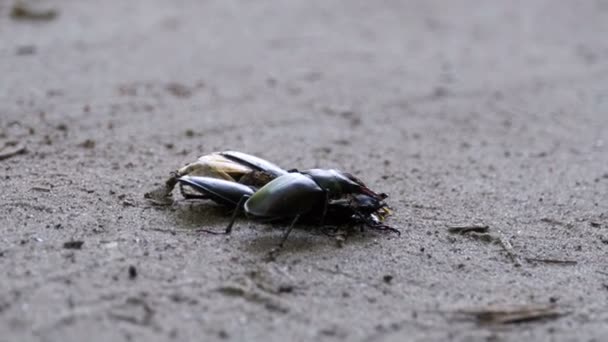 Stag Beetle Deer Pushes a Crushed Dead Beetle along the Ground — Stock Video