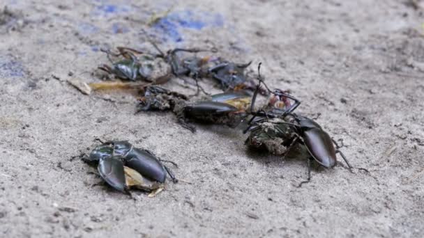 Veado escaravelho empurra um escaravelho morto esmagado ao longo do chão — Vídeo de Stock
