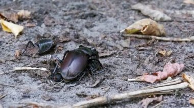 Stag Beetle geyik kırılmış ölü böcek zemin boyunca iter.