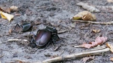 Stag Beetle geyik kırılmış ölü böcek zemin boyunca iter.