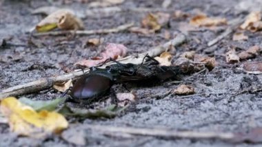 Stag Beetle geyik kırılmış ölü böcek zemin boyunca iter.