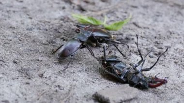 Stag Beetle geyik kırılmış ölü böcek zemin boyunca iter.