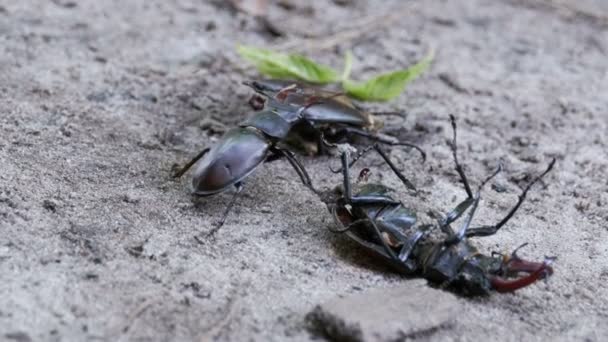 Stag Beetle geyik kırılmış ölü böcek zemin boyunca iter. — Stok video